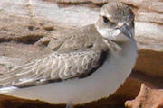 Greater Sand Plover (Charadrius leschenaultii)